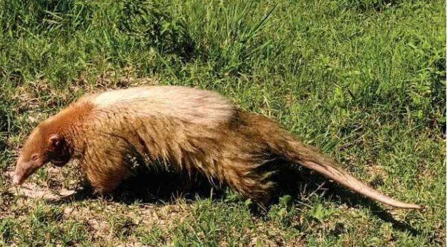 Registran en Corrientes el primer oso melero albino de la Argentina 3 oso melero2 - 2