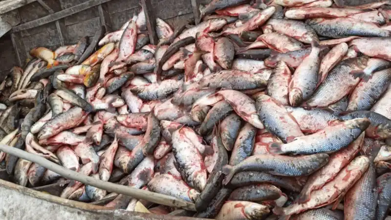 Depredación del Paraná: Detienen camión que llevaba media tonelada de pescado ilegal en Corrientes 3 peces depredacionjpg - 2