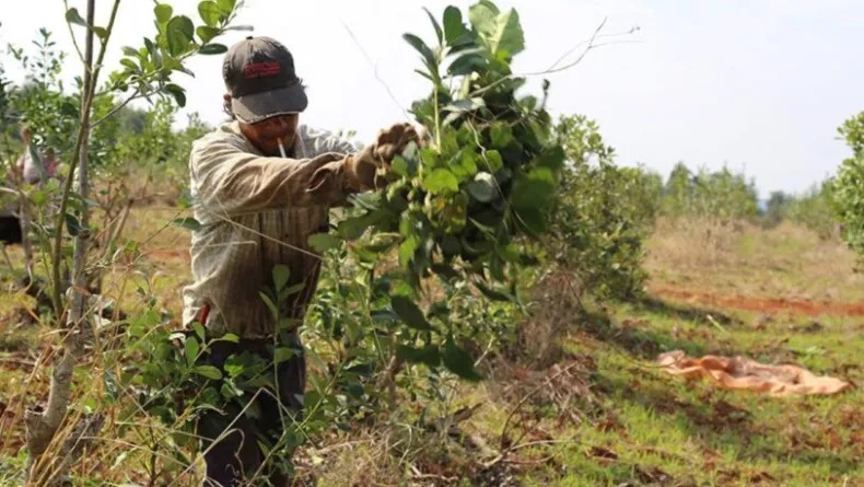 Reclaman políticas agropecuarias y menos carga impositiva en Misiones 1 políticas agrarias Bruera FARM