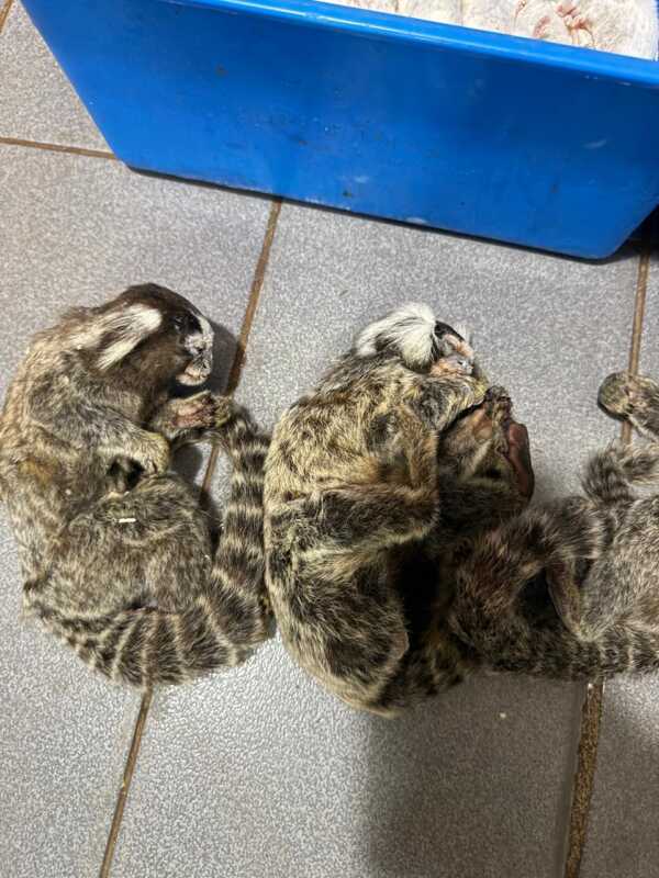 veterinaria