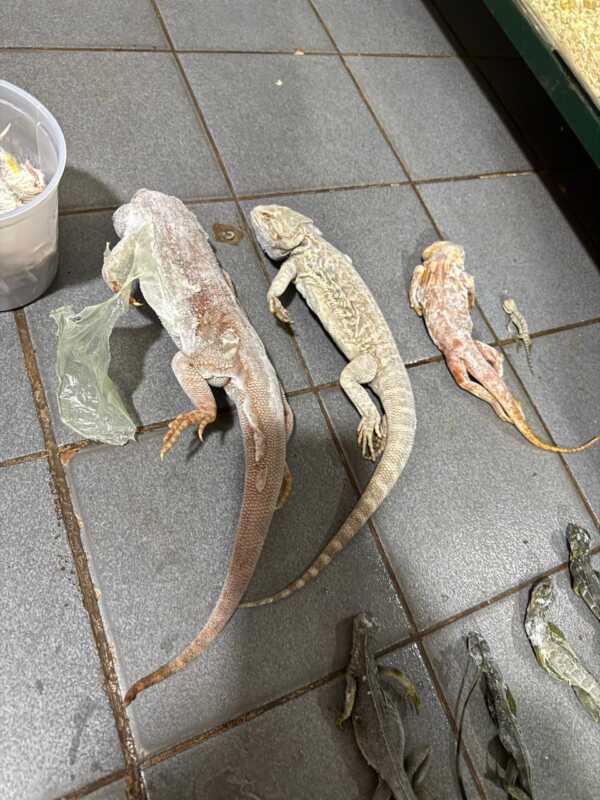 veterinaria allanamiento