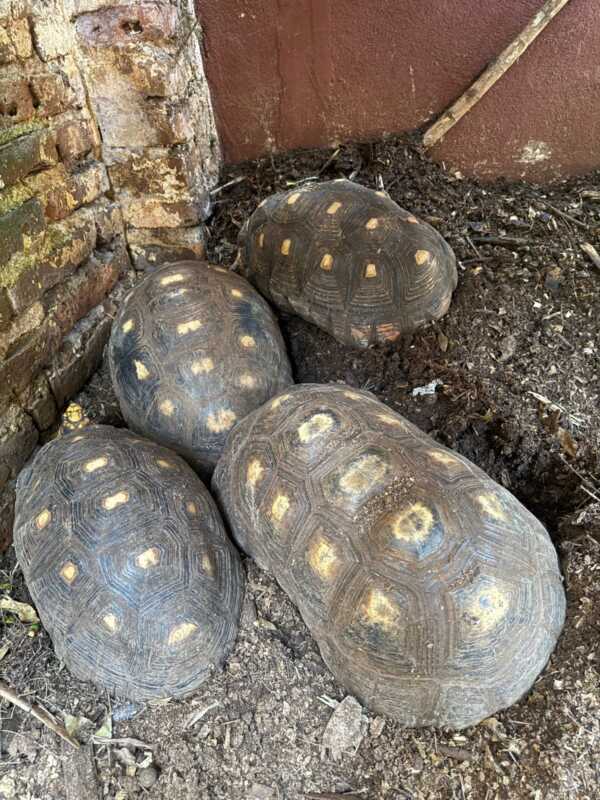 veterinaria fauna ilegal