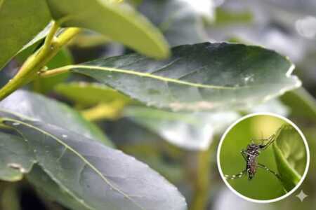 yerba dengue - 1