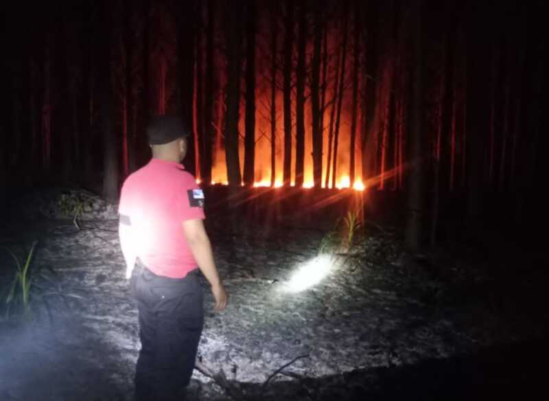 Corpus: Controlaron incendio que afectó un pinar y un yerbal Corpus