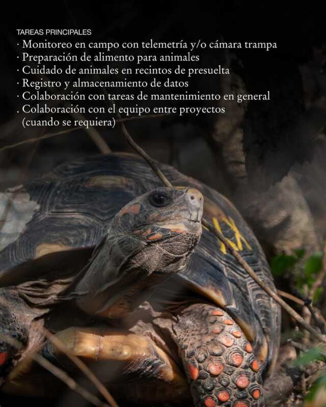 Voluntariado en El Impenetrable: una experiencia única junto a Rewilding Argentina 9 570619207 18413276689186407 95115273860037774 n - 8