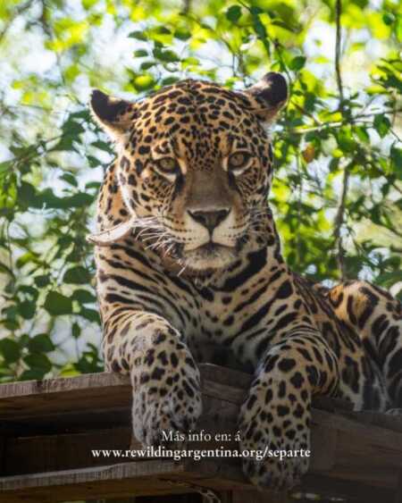 Voluntariado en El Impenetrable: una experiencia única junto a Rewilding Argentina 570626895 18413276698186407 9139566846572489633 n - 3