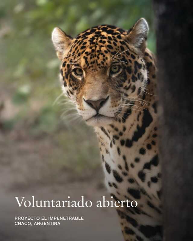 Voluntariado en El Impenetrable: una experiencia única junto a Rewilding Argentina 3 Rewilding Argentina busca voluntarios para proyectos en El Impenetrable