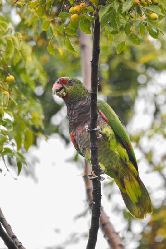 En Misiones hay 323 ejemplares de Loro Pecho Vinoso: la especie está en riesgo extremo 3 Proyecto trinacional revela fuerte declive del Loro Pecho Vinoso
