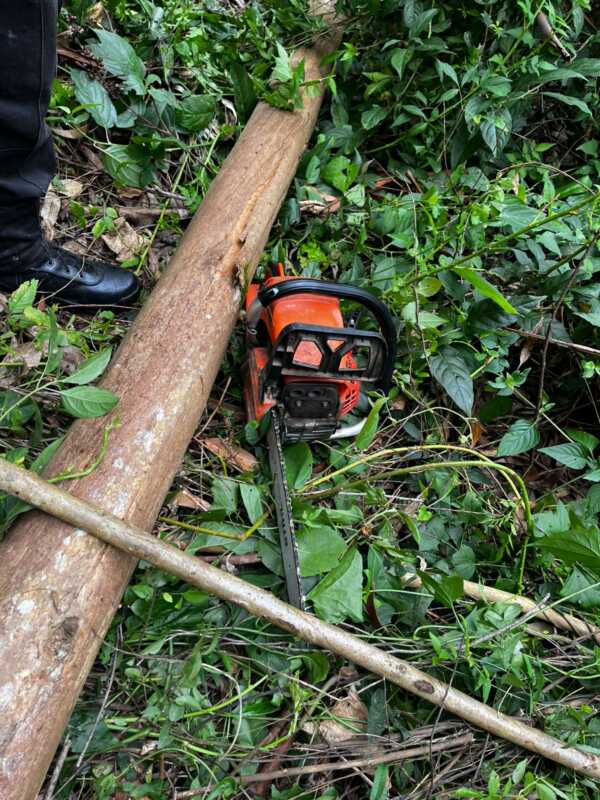 Puerto Libertad: cayeron dos hombres por tala ilegal en un predio forestal 1 Puerto Libertad
