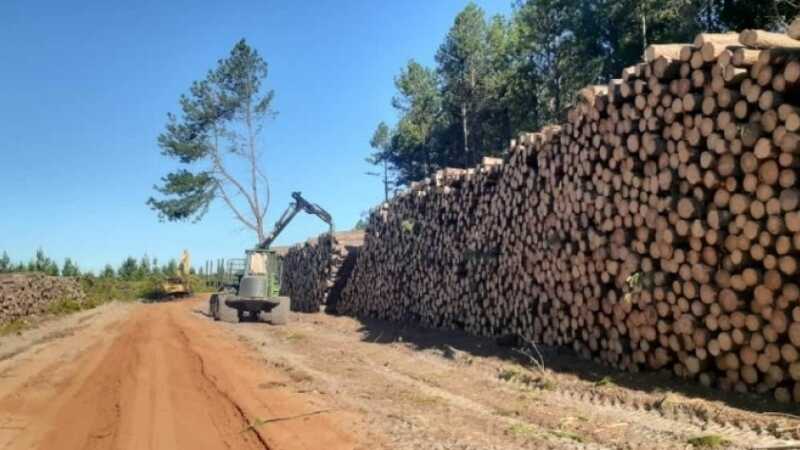 El Infopro congeló los precios de la materia prima por seis meses y crece la tensión salarial en el sector forestal 2 WhatsApp Image 2025 11 06 at 12.03.04 1 - 1