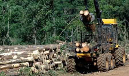 El Infopro congeló los precios de la materia prima por seis meses y crece la tensión salarial en el sector forestal Sector forestal