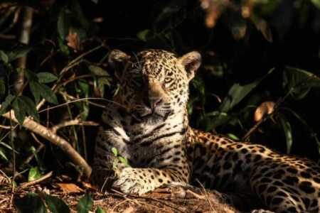 La Fundación Rewilding se instala en Misiones con un proyecto de conservación Fundacion Rewilding