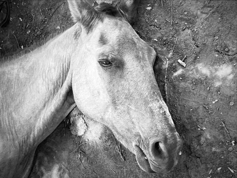 maltrato animal en Posadas caballo muerto
