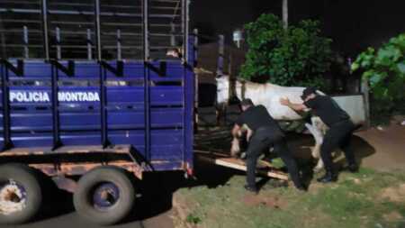 Posadas: Rescataron un caballo en estado de abandono durante un allanamiento en San Isidro rescataron caballo Posadas
