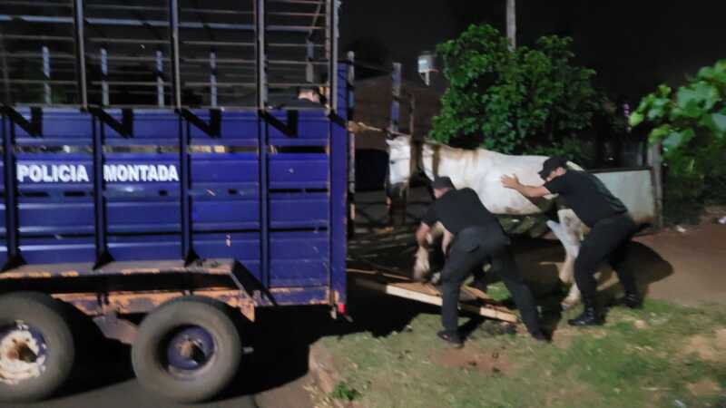 Posadas: Rescataron un caballo en estado de abandono durante un allanamiento en San Isidro rescataron caballo Posadas