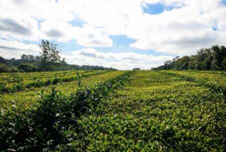 Misiones fijó nuevos precios para el té y garantiza previsibilidad al sector Misiones precio té