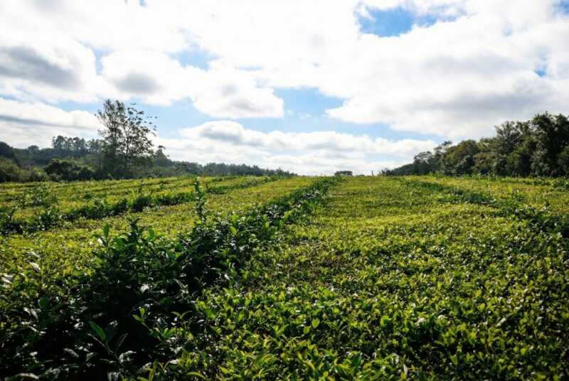 Misiones precio té