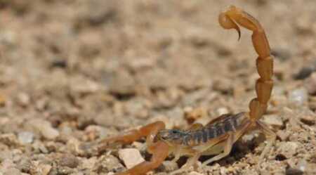 Paraguay registra más de 800 casos de picaduras de alacranes y podría aumentar a fin de año paraguay