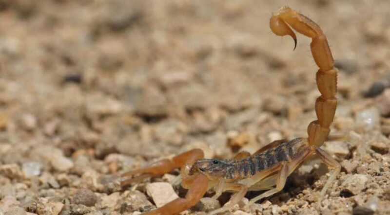 Paraguay registra más de 800 casos de picaduras de alacranes y podría aumentar a fin de año paraguay