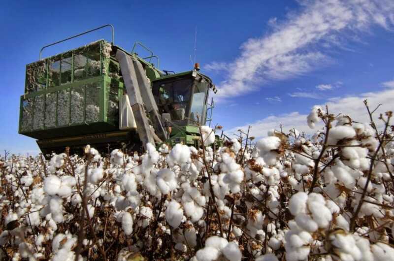 economías regionales coninagro yerba algodón