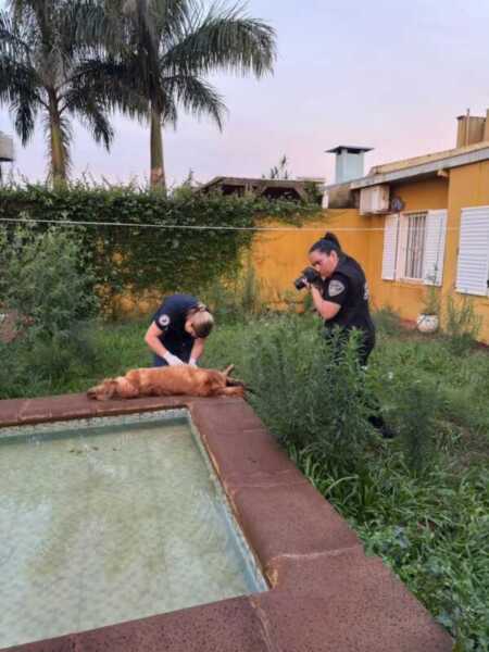 La iniciativa también apunta a desalentar el abandono, la negligencia y prácticas como el uso de pirotecnia que afectan gravemente a los animales.