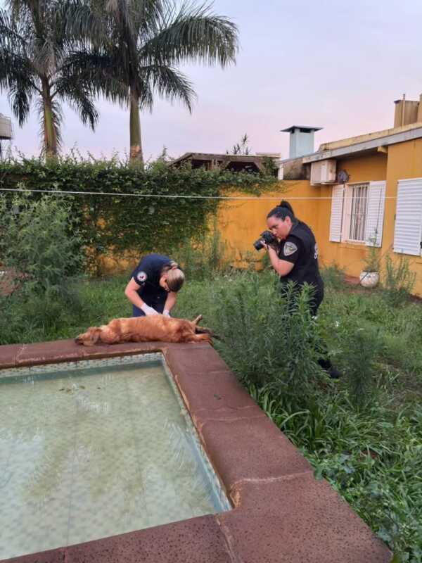 La iniciativa también apunta a desalentar el abandono, la negligencia y prácticas como el uso de pirotecnia que afectan gravemente a los animales.