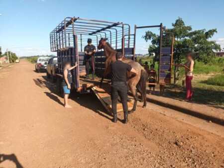 La Policía rescató a un caballo herido y abandonado en la zona de Itaembé Guazú caballo IG 1 - 1