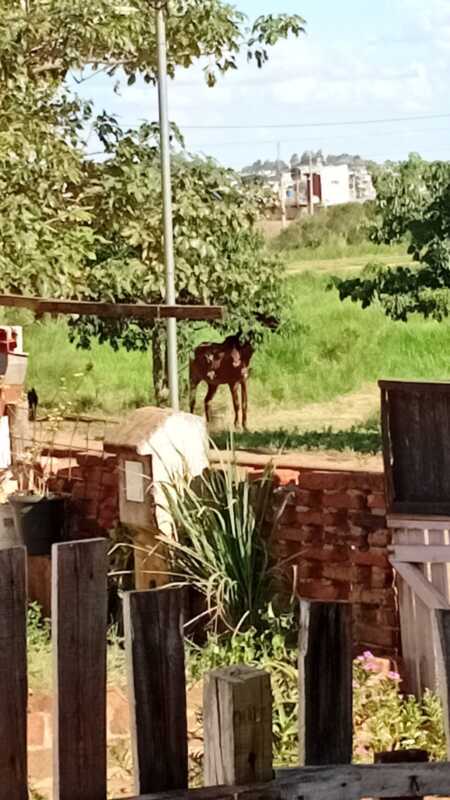 caballo IG 2 - 7