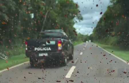 atropellamiento animal Misiones