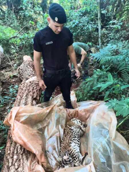 Investigan la muerte de un gato onza en Andresito tras un posible atropellamiento Andresito gato onza