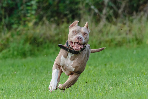 Montecarlo: atacó con un machete al pitbull de su vecino 5 istockphoto 1289251324 612x612 1 - 4