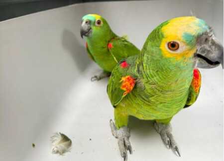 Rescataron 4 loros habladores en Iguazú y una lechuza en Eldorado loros