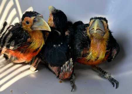 Misiones realizó tres operativos y rescató a varios ejemplares de fauna silvestre en riesgo policia de misiones fauna 1 - 1