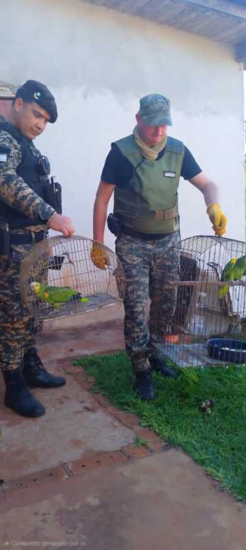 Misiones realizó tres operativos y rescató a varios ejemplares de fauna silvestre en riesgo 5 policia de misiones fauna 3 - 4