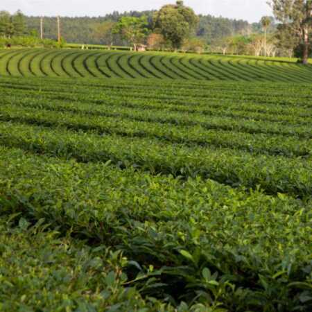 Té en Misiones: fijaron en $110 el kilo de brote y en $715 el té elaborado te - 2