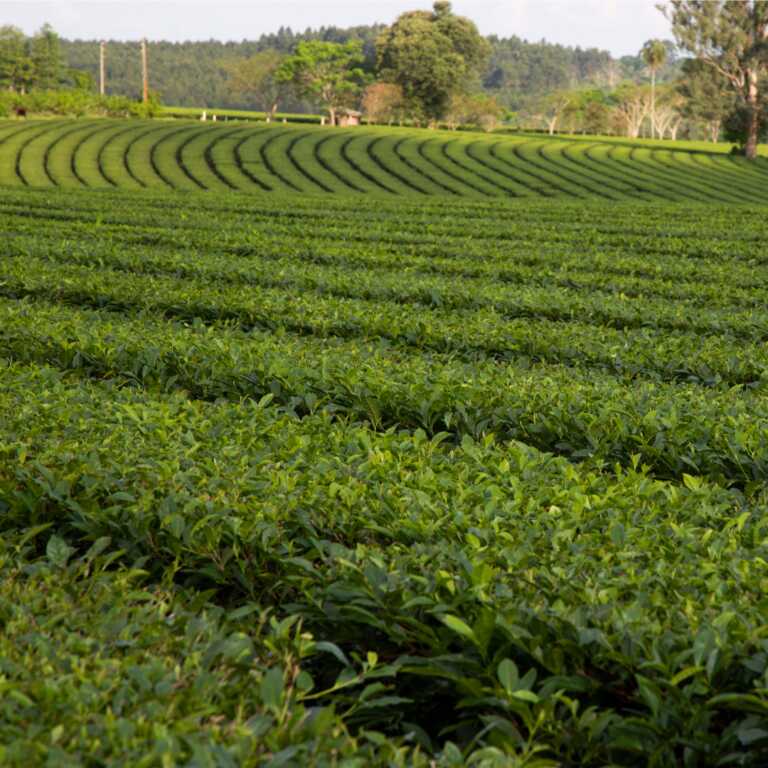 Té en Misiones: fijaron en $110 el kilo de brote y en $715 el té elaborado te - 2