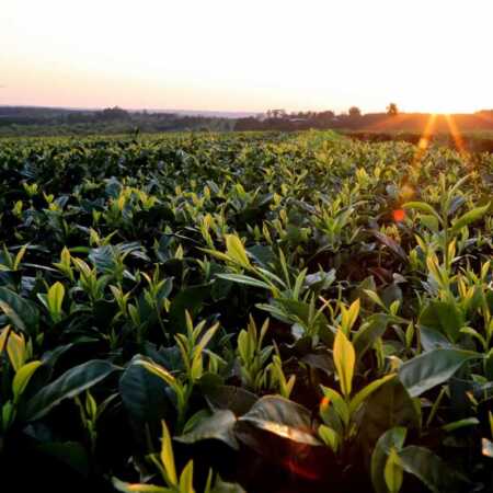 Ministro del Agro negó que el té vaya a desaparecer y confirmó fecha para negociar el precio del tabaco te tabaco