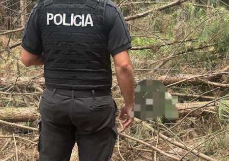 Un trabajador murió tras ser aplastado por un árbol durante tareas rurales en El Soberbio El Soberbio