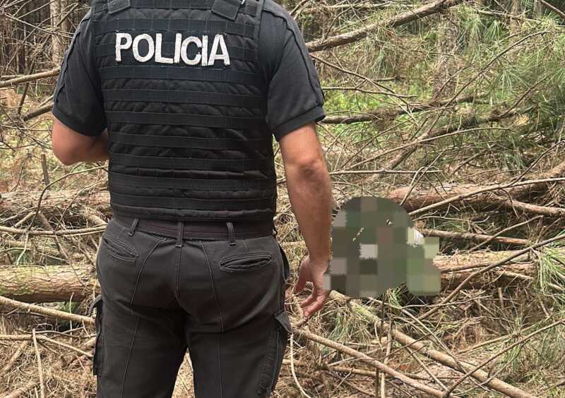 Un trabajador murió tras ser aplastado por un árbol durante tareas rurales en El Soberbio El Soberbio