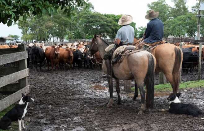 Buque con 3.000 vacas uruguayas fue desviado a Libia tras quedar varado: murieron 40 animales 5 vacas uruguayas - 4