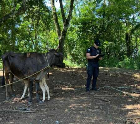 La Policía de Panambí resguardó el vacuno robado y lo restituyó al productor luego de las verificaciones de rigor.