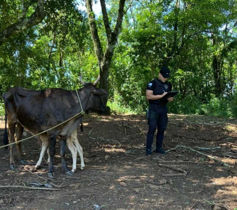 Recuperaron en Panambí un vacuno robado que había sido ocultado en una zona de monte La Policía de Panambí resguardó el vacuno robado y lo restituyó al productor luego de las verificaciones de rigor.