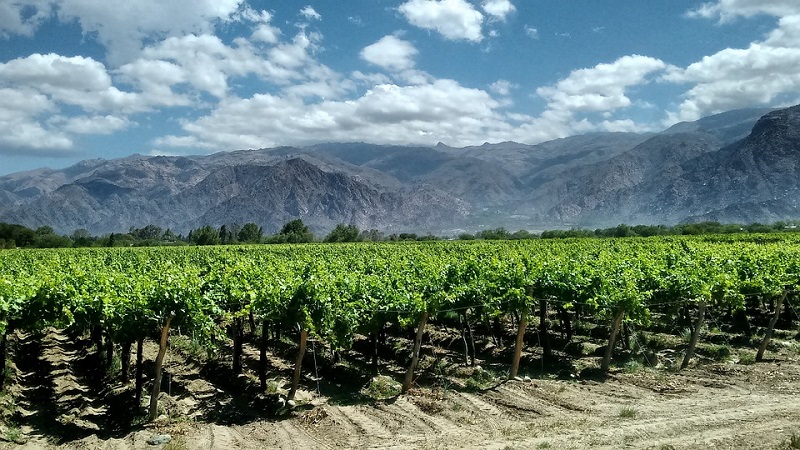 Del vino a la yerba: economías distintas y un futuro de concentración y desprotección, advierten 2 Cada 24 de noviembre, el país brinda por su Bebida Nacional: el vino, símbolo de tradición, paisaje y trabajo en las 16 provincias productoras.