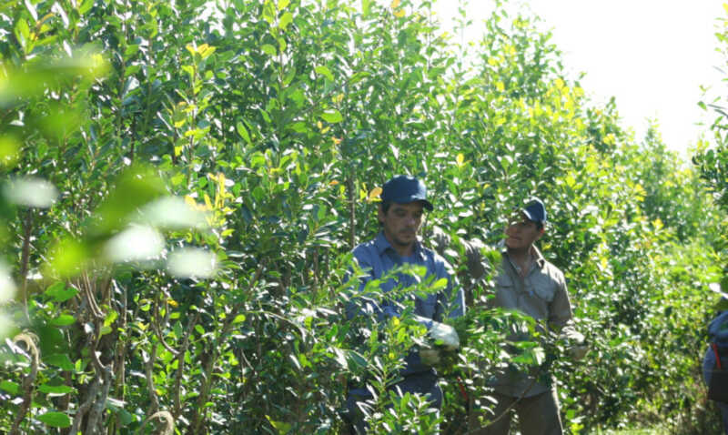 Del vino a la yerba: economías distintas y un futuro de concentración y desprotección, advierten 1 yerba mate y vino