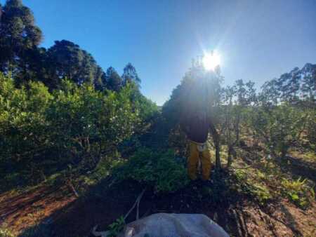 La yerba mate atraviesa su mes número 27 en rojo dentro del Semáforo de Economías Regionales de Coninagro.