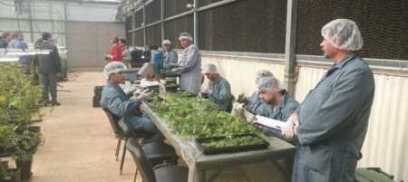 Misiones cannabis