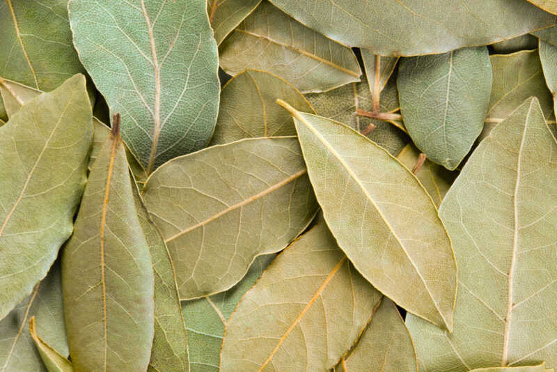 El poder del laurel en Navidad: para qué sirve el ritual en agua