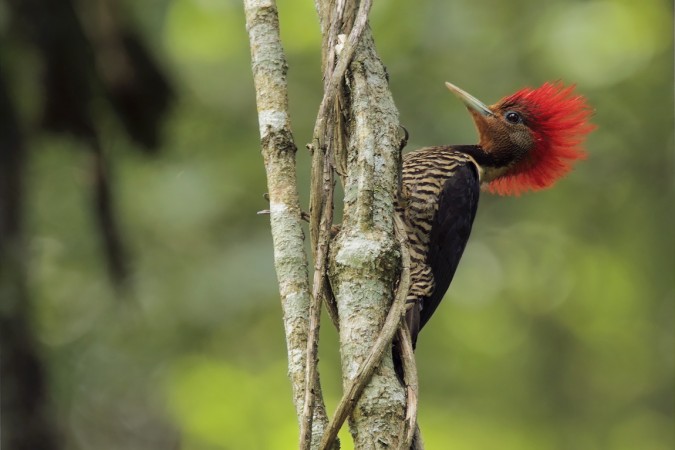 Misiones suma nuevas Áreas Clave para la Biodiversidad y reafirma su liderazgo ambiental El nuevo mapa ambiental identifica más de un millón de hectáreas esenciales para la conservación en Misiones.