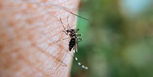 Posadas despliega operativos barriales para prevenir el dengue