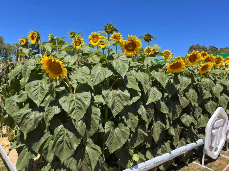 Radio Up presente en la Expo Agrodinámica 2025, el epicentro de la innovación agroindustrial 3 Hohenau recibe a miles de visitantes en la mayor exposición agroindustrial.